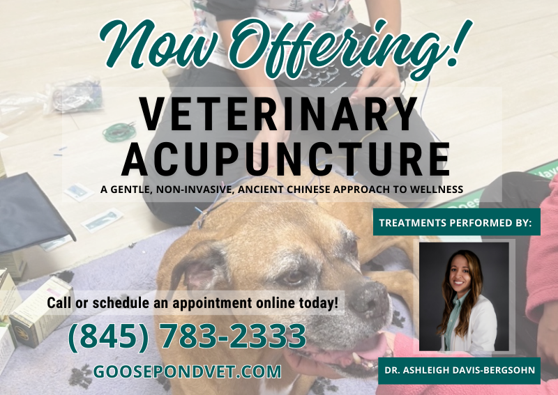 Carousel Slide 1: Veterinary Acupuncture