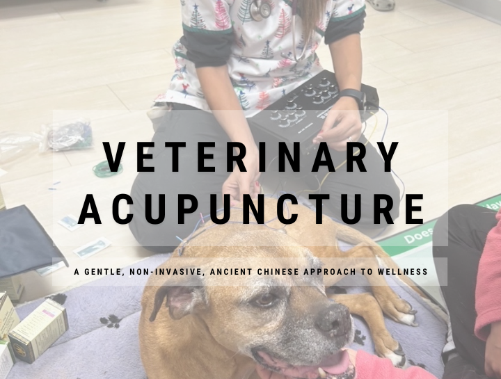 Now Offering Acupuncture!