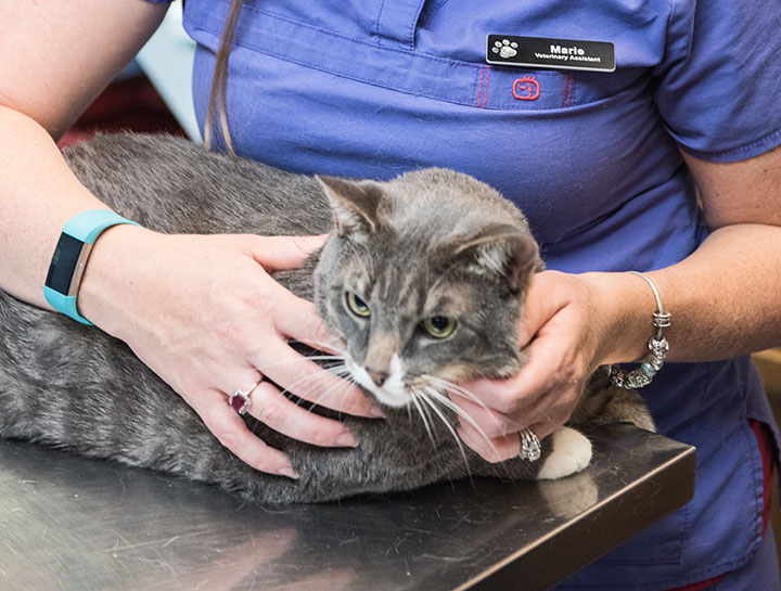 All About Feline Immunodeficiency Virus (FIV)