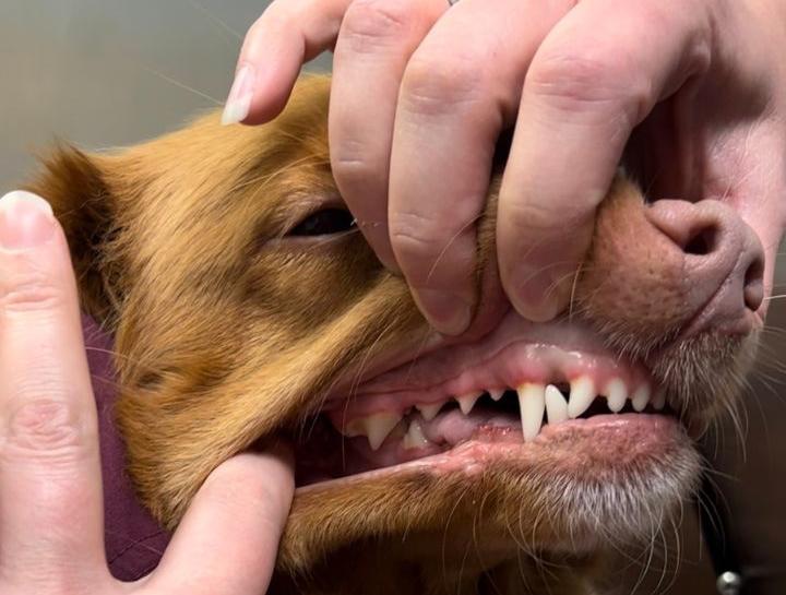 Monroe Pet Dentist