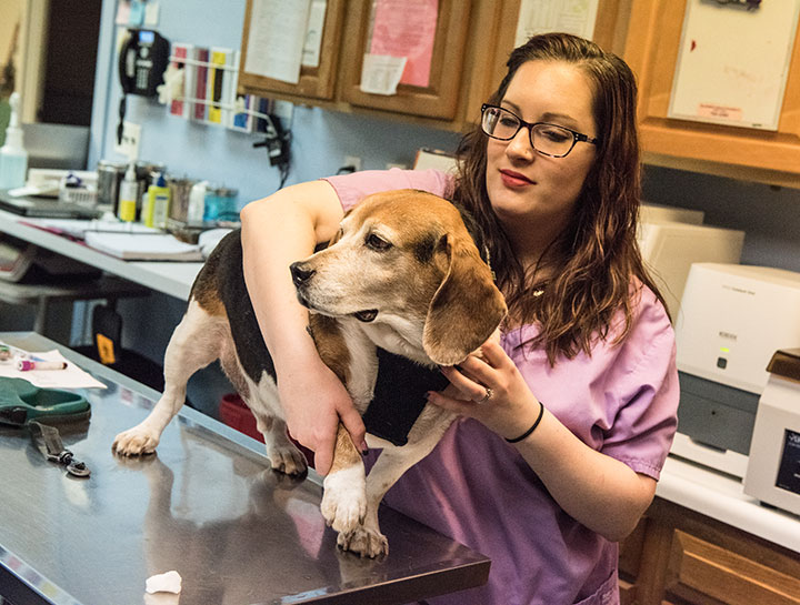 Dog Veterinarian